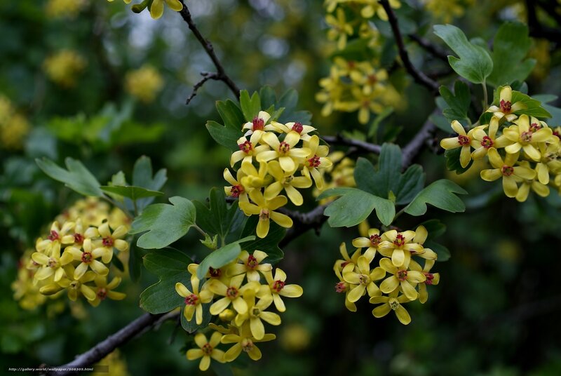 Yellow Flowers on Branch — Natural, Spring, Photograph