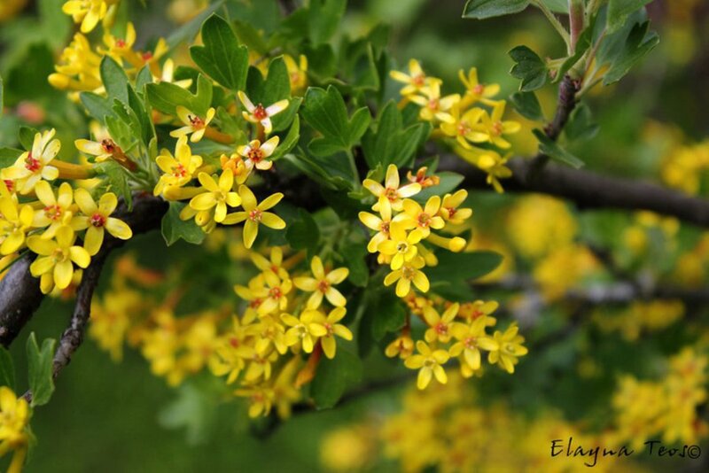 Yellow Flowers on Branch — Natural