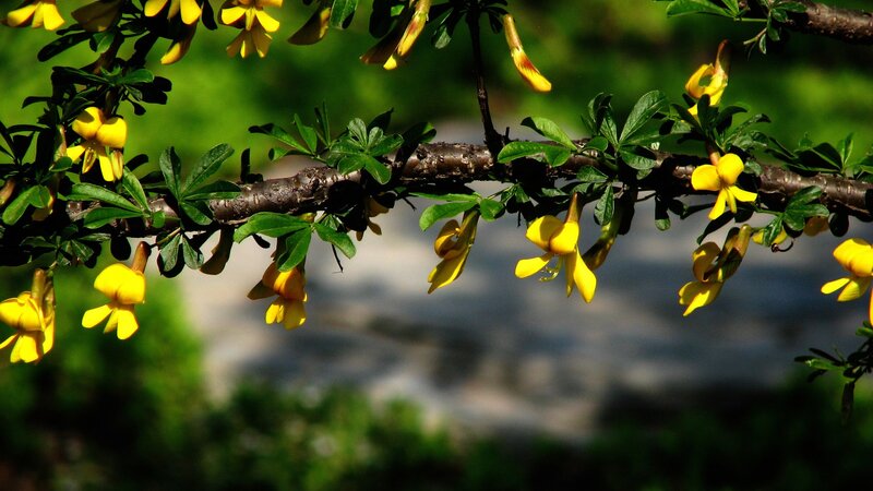 Yellow Flowers on Branch — Photograph