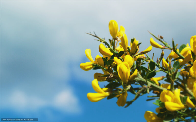 Yellow Flowers on Branch — Serene, Afternoon, Photograph, Blue Sky