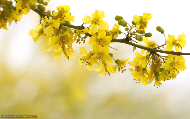 Yellow Flowers on Branch — Serene, Spring, Photograph, Blossoms, Green Buds