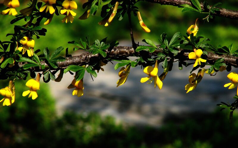 Yellow Flowers on Branch — Serene, Spring, Photograph, Leaves, River