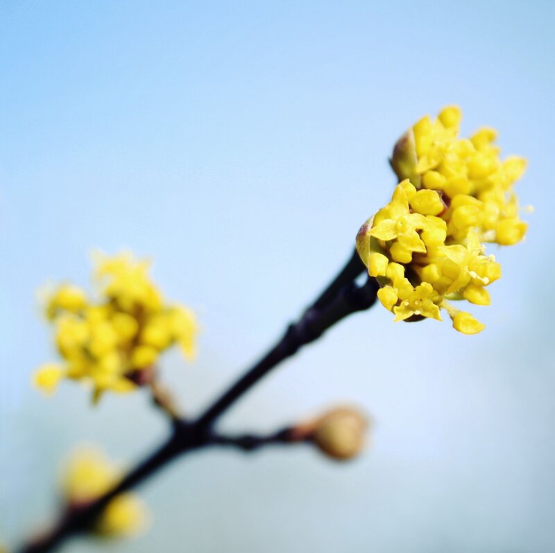 Yellow Flowers on Branch — Serene, Spring, Photograph, Sky