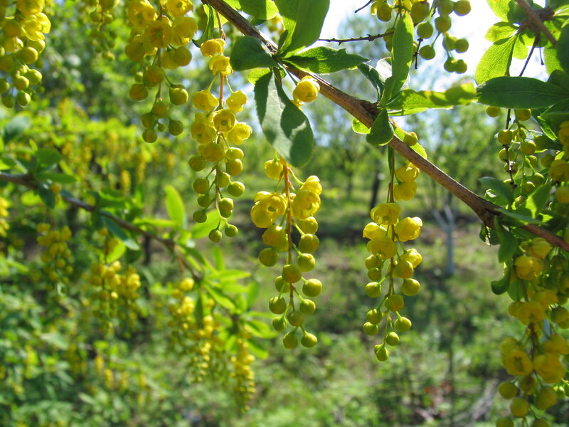 Yellow Flowers on Branch — Serene, Spring, Photograph