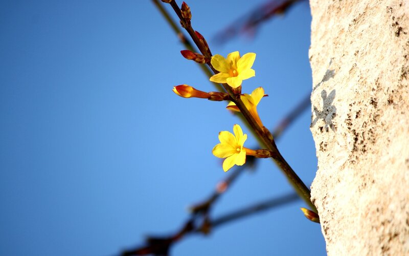 Yellow Flowers on Branch — Serene, Spring, Photograph, Wall