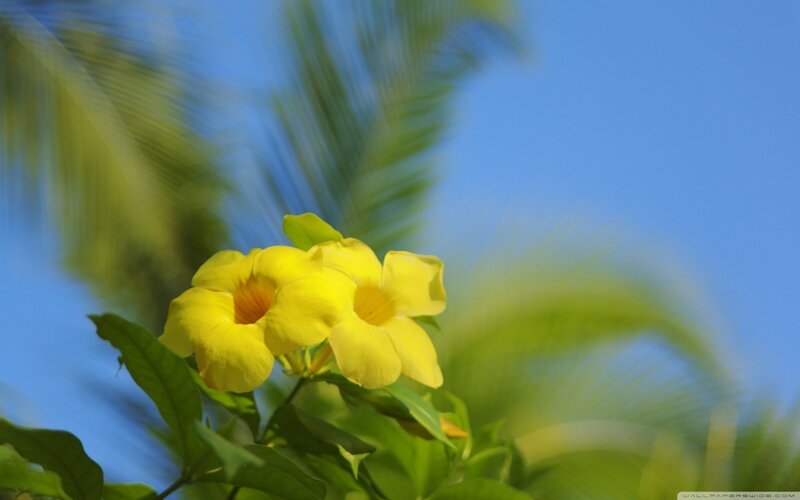 Yellow Flowers on Branch — Serene