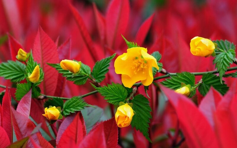 Yellow Flowers on Branch — Vibrant, Spring, Photograph