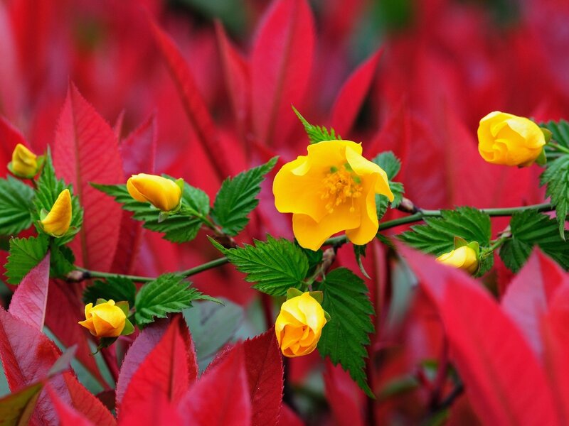 Yellow Flowers on Branch — Vibrant
