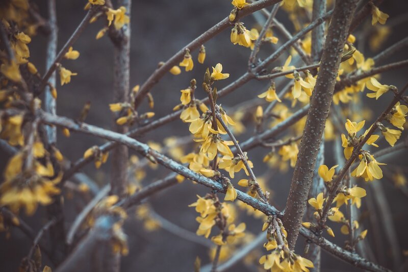 Yellow Flowers on Branches — Calm