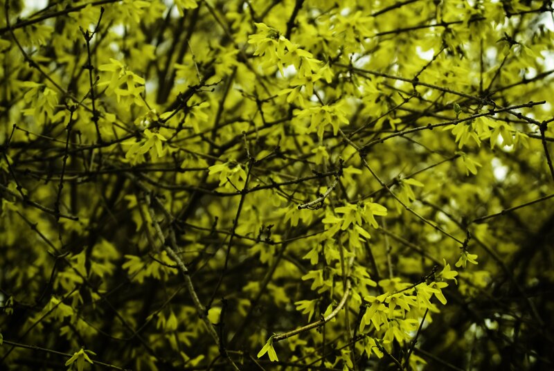 yellow flowers on branches