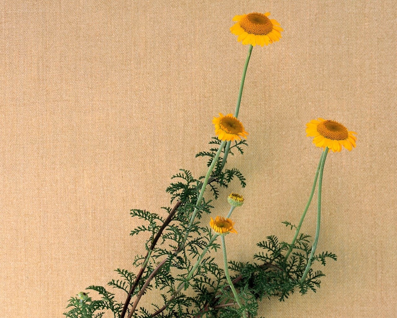 Yellow flowers on burlap
