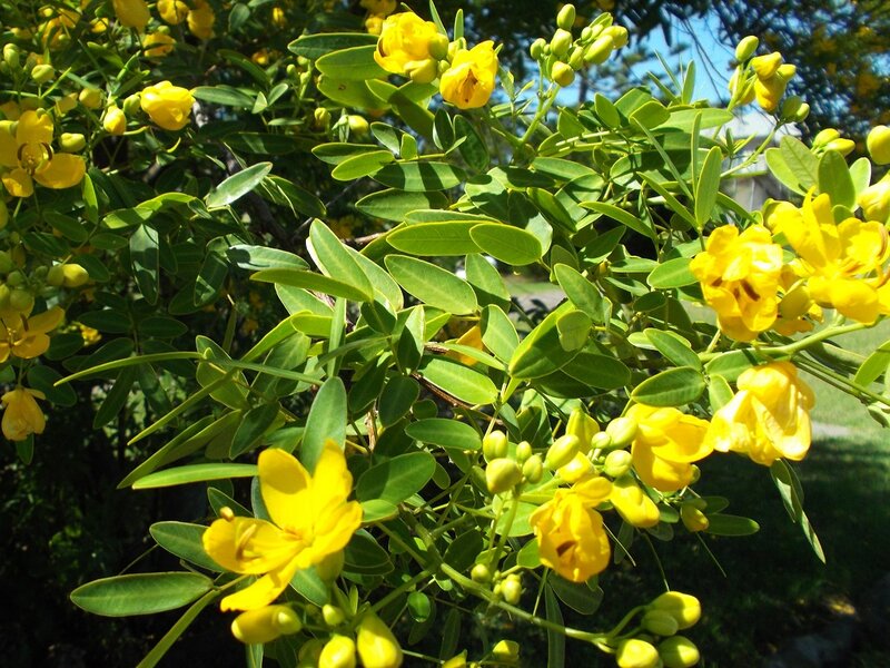 Yellow Flowers on Bush — Bright, Afternoon