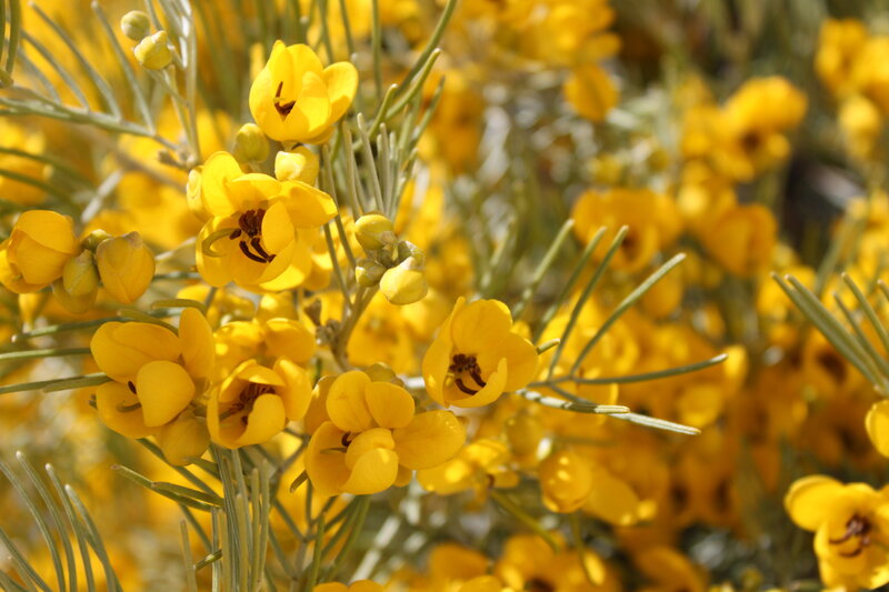 Yellow Flowers on Bush — Bright