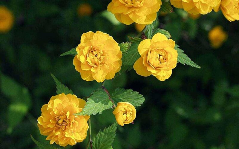 Yellow Flowers on Bush — Calm, Summer