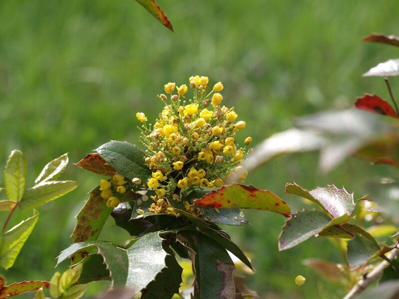 Yellow Flowers on Bush — Green
