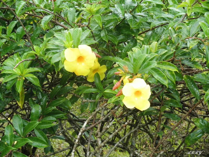 Yellow Flowers on Bush — Natural, Afternoon, Photograph