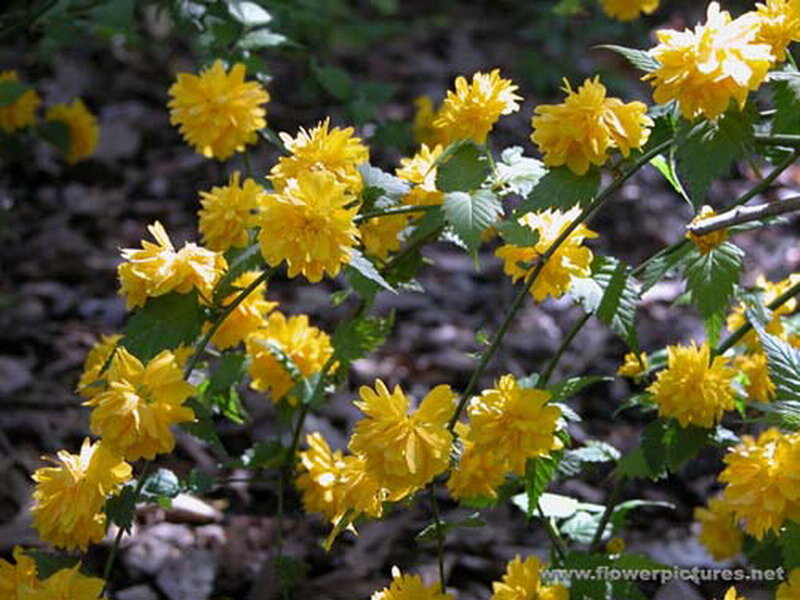 Yellow Flowers on Bush — Natural