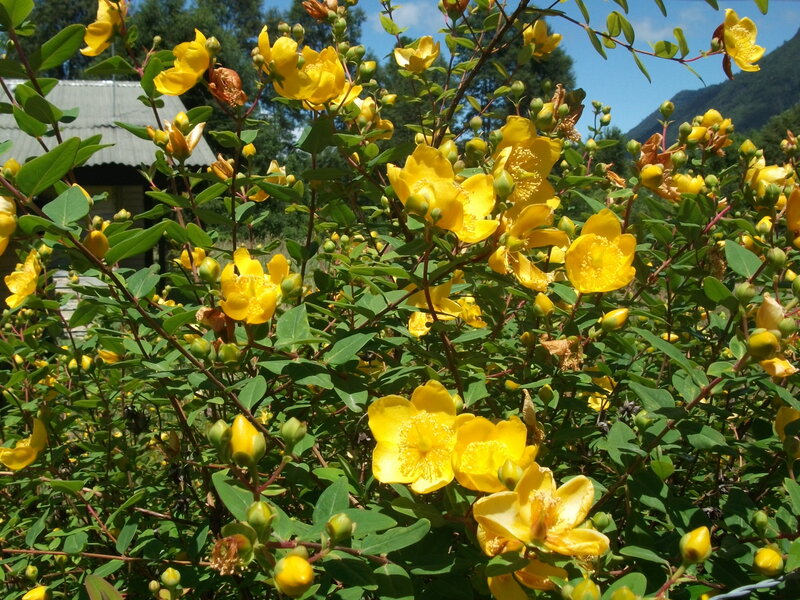 Yellow Flowers on Bush — Serene, Afternoon