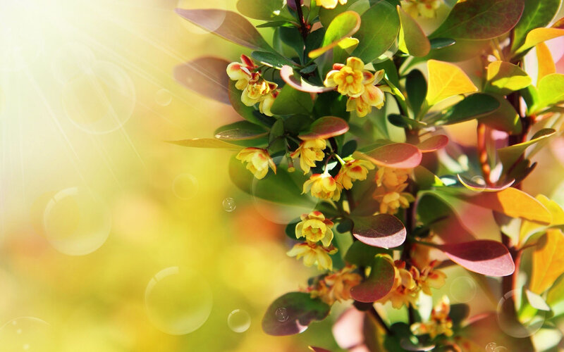 Yellow Flowers on Bush — Serene, Morning