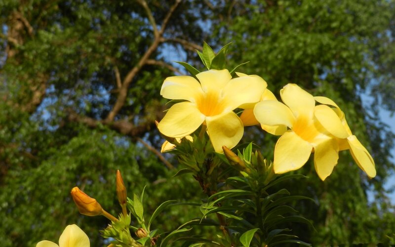 Yellow Flowers on Bush — Serene