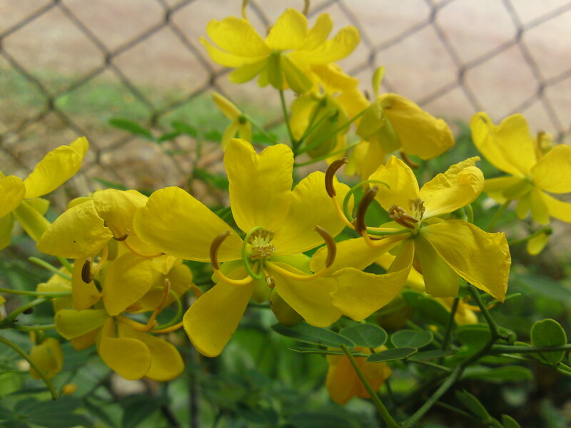 Yellow Flowers on Bush