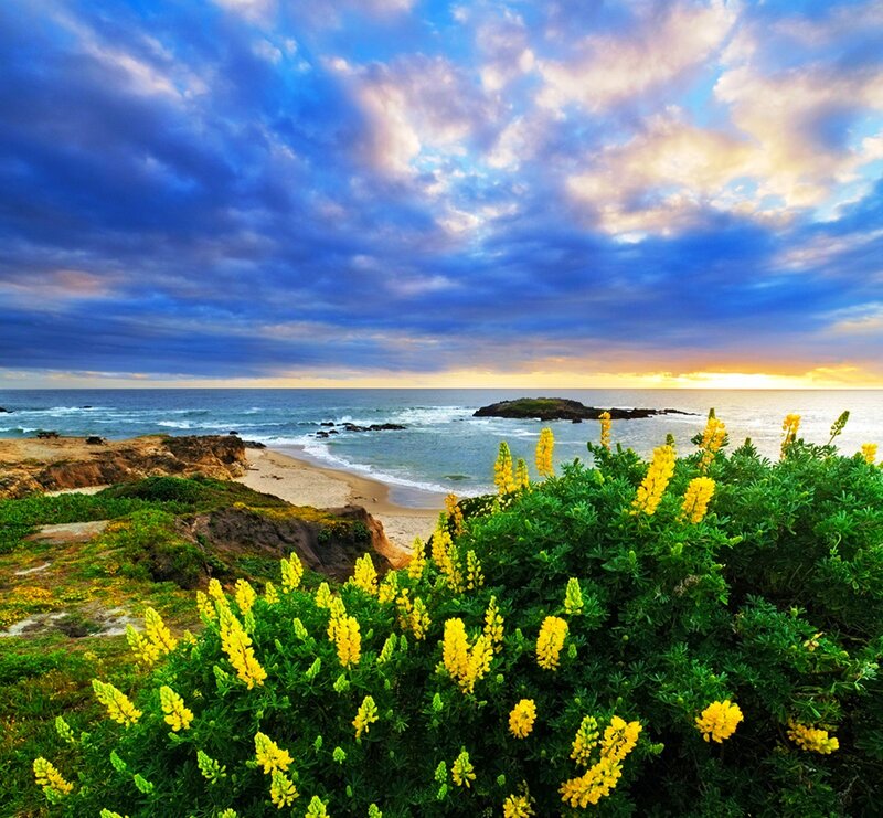Yellow Flowers on Cliff — Blue, Dramatic
