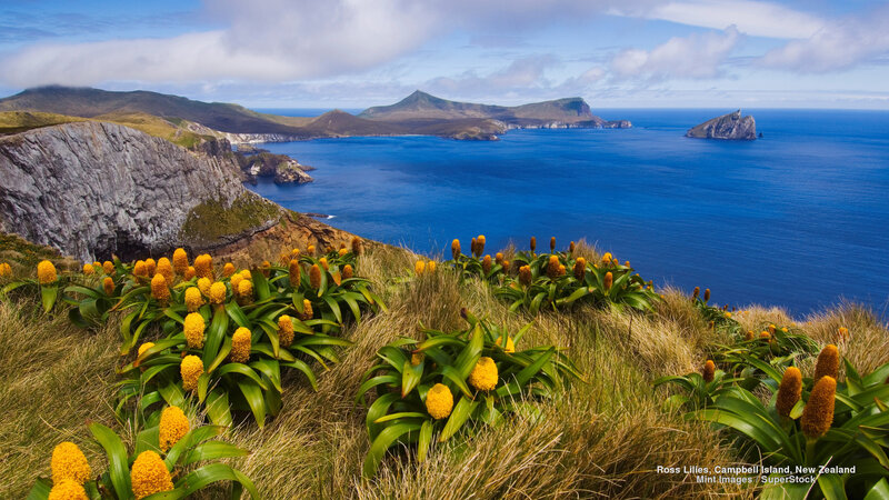 Yellow Flowers on Cliff — Blue, Serene, Afternoon