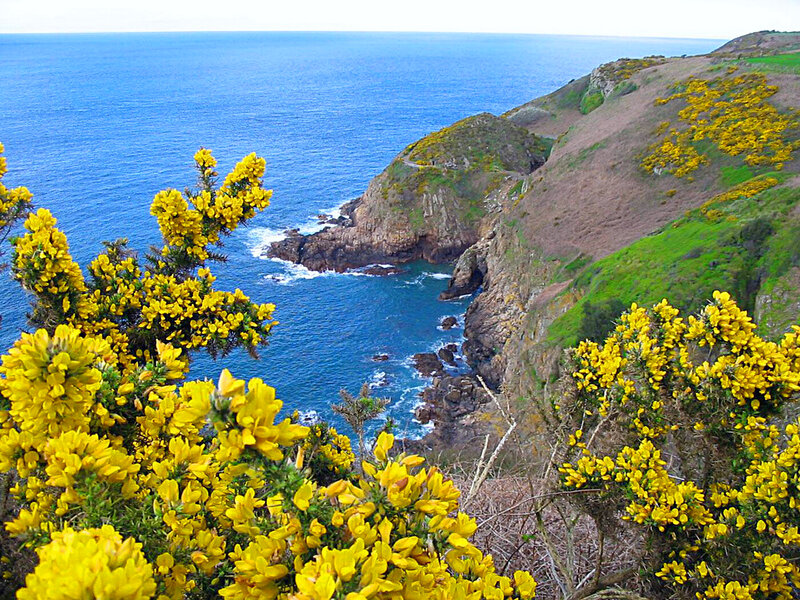Yellow Flowers on Cliff — Blue, Serene