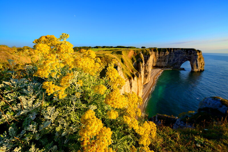 Yellow Flowers on Cliff — Blue