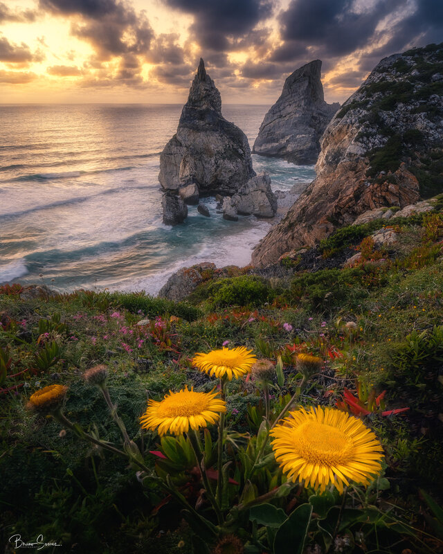 Yellow Flowers on Cliff — Dramatic, Sunset