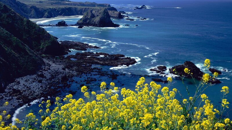 Yellow Flowers on Cliff — Serene, Afternoon, Photograph, Ocean, Cliffs, Rocks