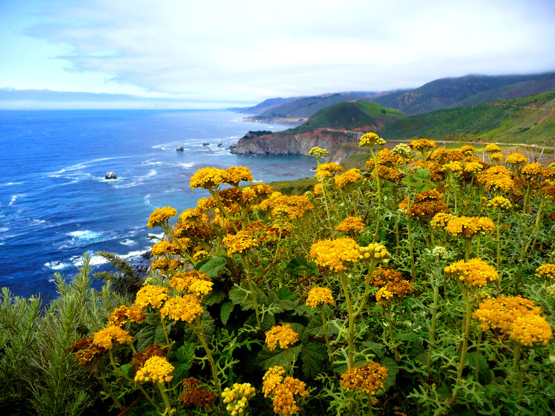 Yellow Flowers on Cliff — Serene, Afternoon, Photograph, Ocean, Mountains