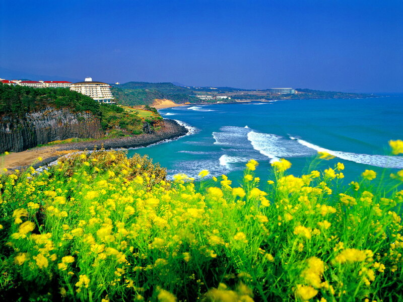 Yellow Flowers on Cliff — Serene, Afternoon