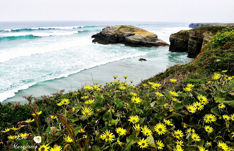Yellow Flowers on Cliff — Serene, Photograph