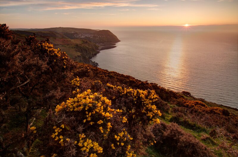 Yellow Flowers on Cliff — Serene, Sunrise