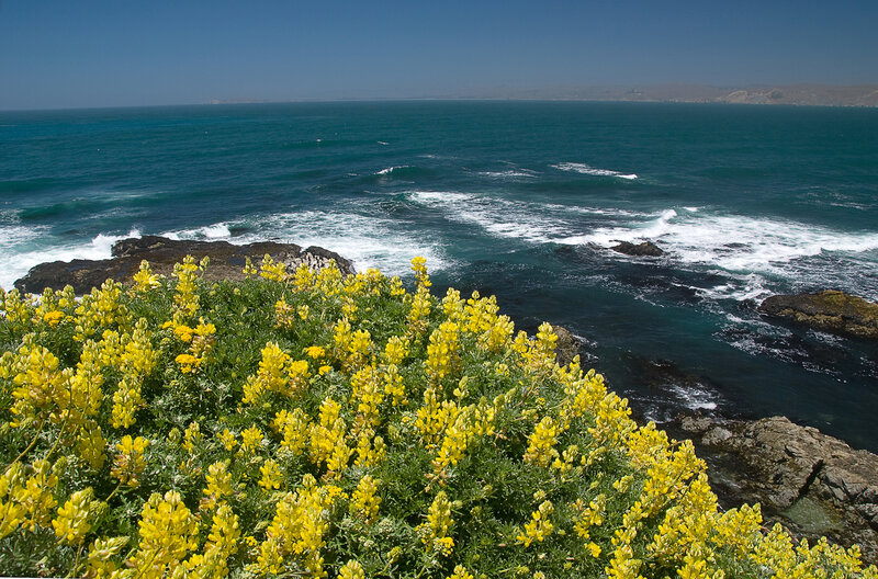 Yellow Flowers on Cliff — Serene