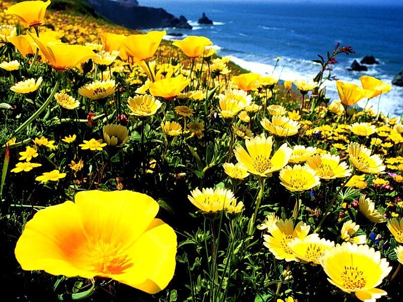 Yellow Flowers on Cliff