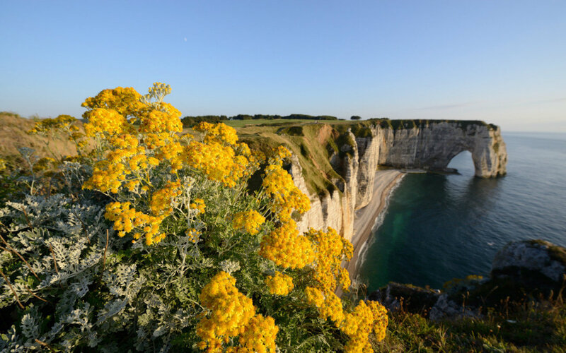 Yellow Flowers on Cliffs — Serene