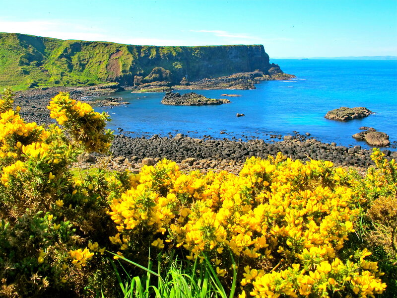 Yellow Flowers on Cliffs