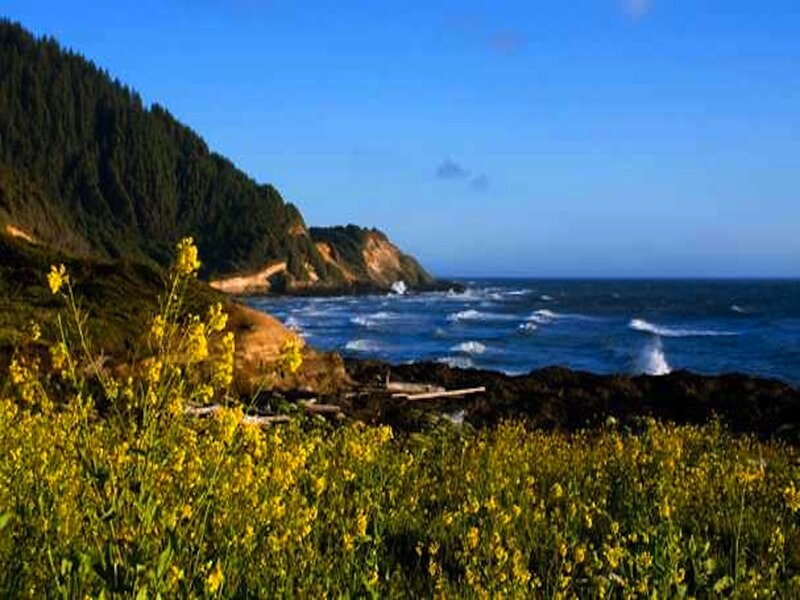 Yellow Flowers on Coast