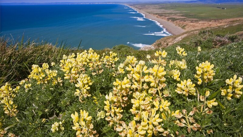 Yellow flowers on coastal cliff