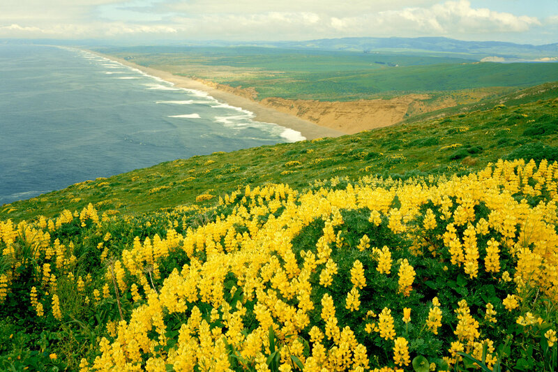 Yellow flowers on coastal hillside