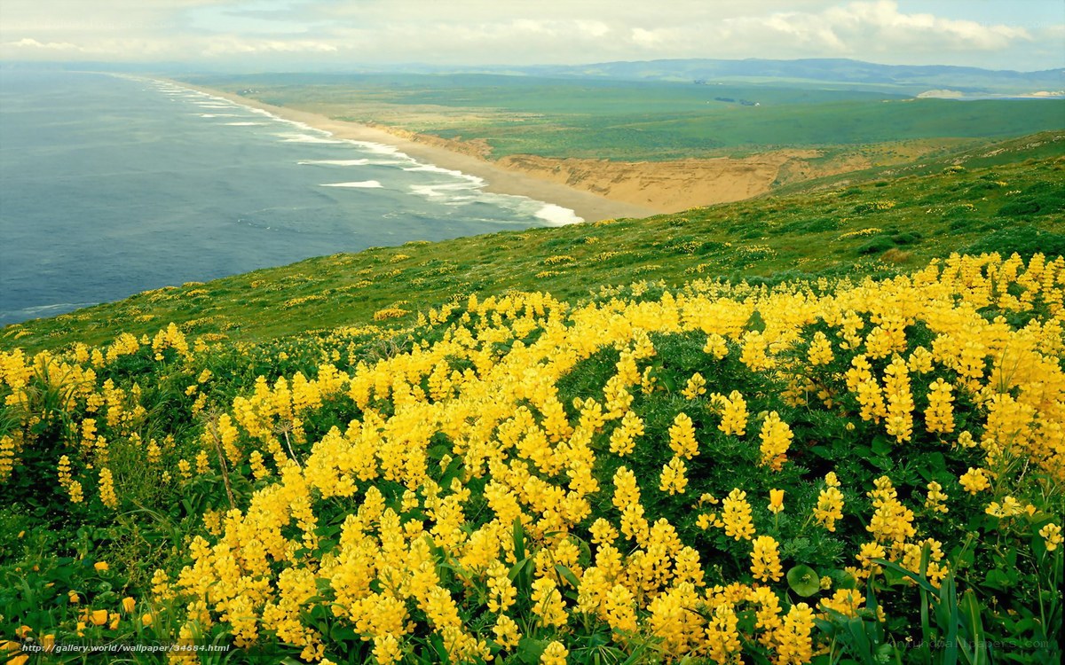 Yellow flowers on coastal hillside