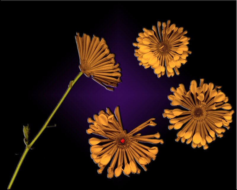 Yellow flowers on dark background
