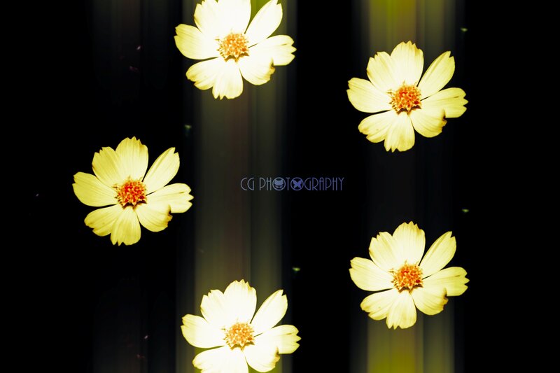 Yellow Flowers on Dark Background — Dramatic