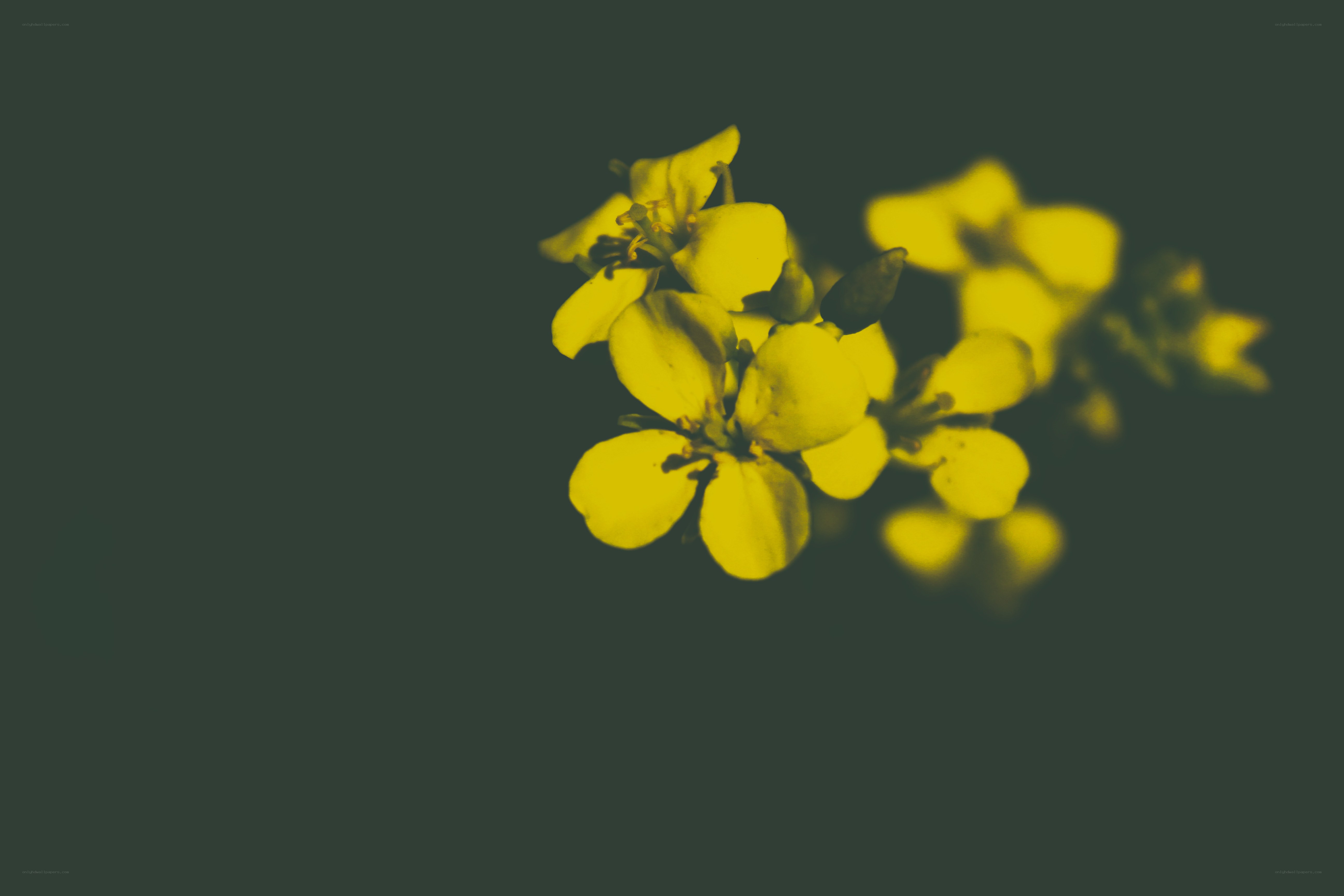 yellow flowers on dark background