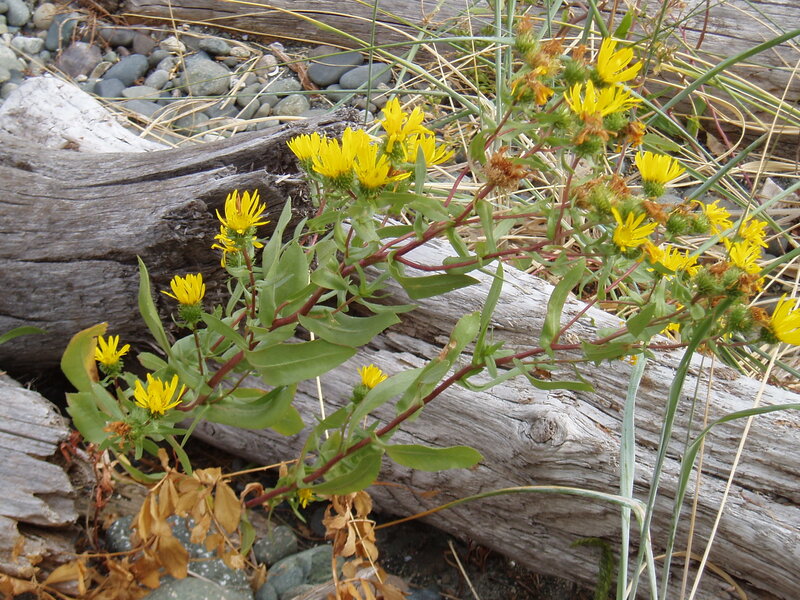Yellow Flowers on Driftwood — Natural