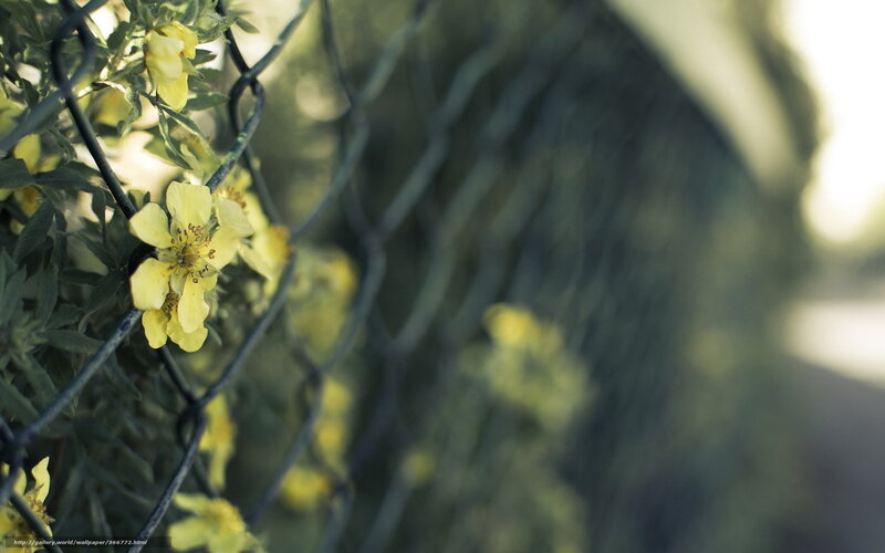 Yellow Flowers on Fence — Calm