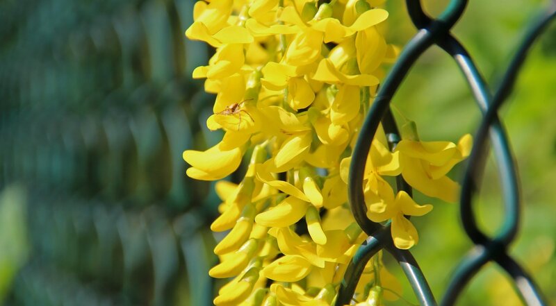 Yellow Flowers on Fence