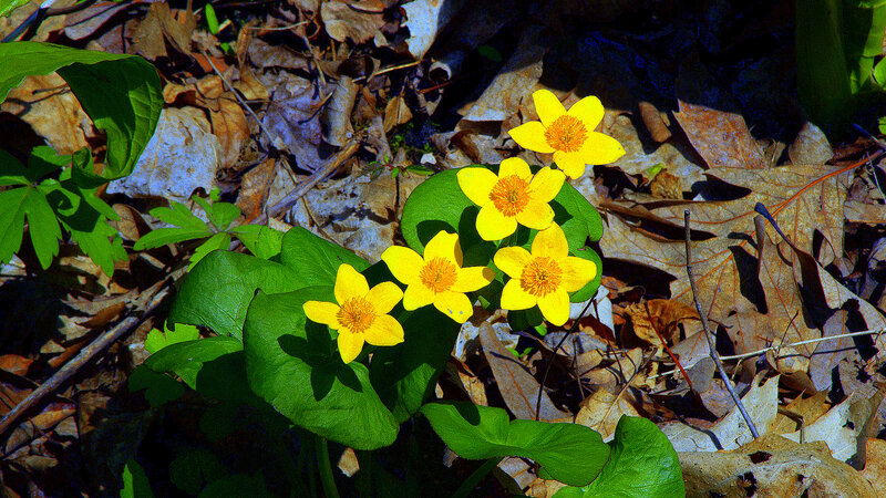 Yellow Flowers on Forest Floor — Natural